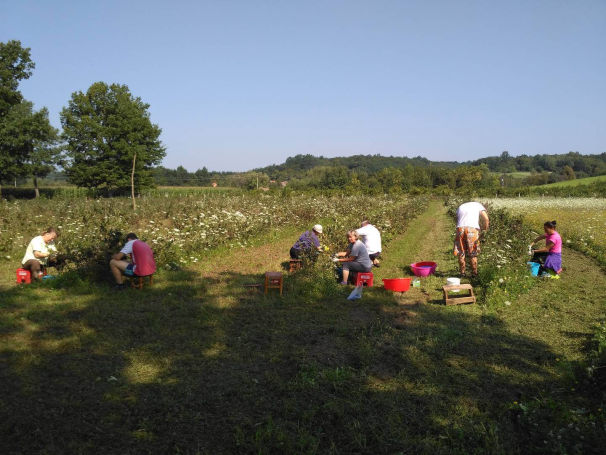 opg-boricka-marija-boric